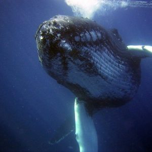 humpback-79854_640